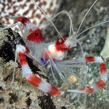 Stenopus Hispidus (Kappersgarnaal), Dieren en Toebehoren
