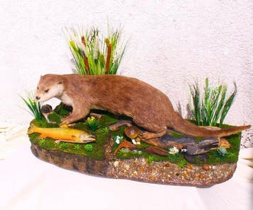 Europese rivierotter Taxidermie volledige montage - Lutra
