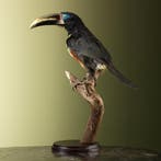 Arassari Taxidermie Opgezette Dieren By Max, Ophalen of Verzenden, Nieuw, Vogel, Opgezet dier