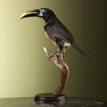 Arassari Taxidermie Opgezette Dieren By Max, Ophalen of Verzenden, Opgezet dier