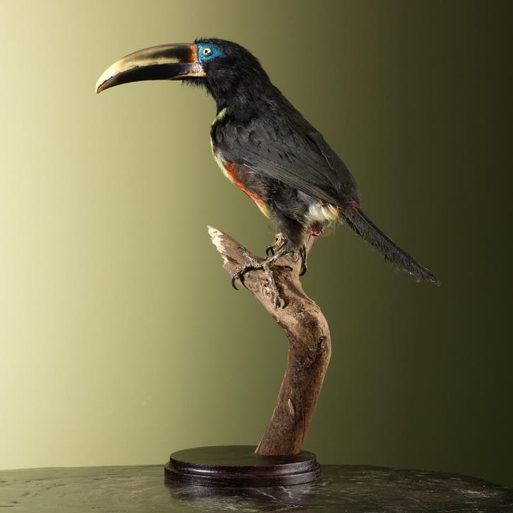 Arassari Taxidermie Opgezette Dieren By Max, Verzamelen, Dierenverzamelingen, Opgezet dier, Nieuw, Vogel, Ophalen of Verzenden