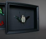 Kevel Taxidermie volledige montage - Goliathus orientalis -, Nieuw