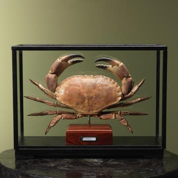 Noordzeekrab XL in Vitrine, Ophalen of Verzenden, Nieuw, Wild dier, Opgezet dier