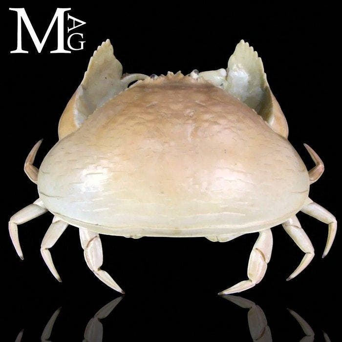 Calappa Calappa uit de Filipijnen – Gedroogde krab voor de, Antiek en Kunst, Curiosa en Brocante