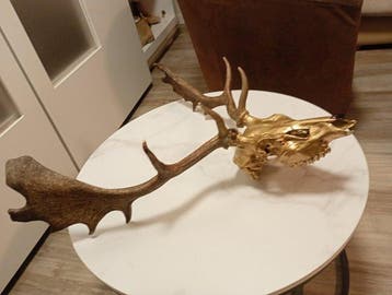 Hert Schedel van een zoogdier - Dama dama - 30 cm - 70 cm -, Verzamelen, Nieuw