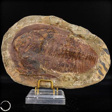 Natuurlijke trilobiet (Cambropallas telesto) uit Marokko –