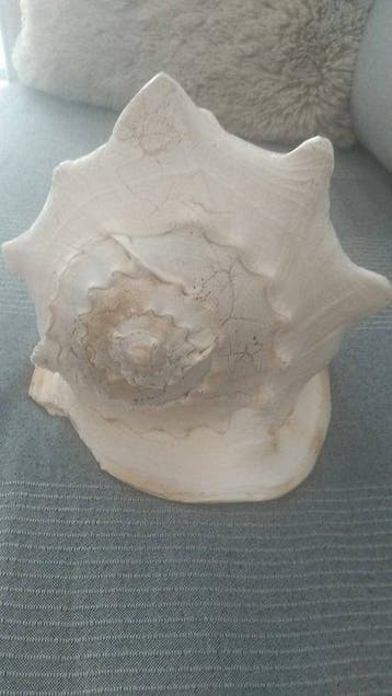 Gastéropode Coquillage marin - CASSIS CORNUTA (Sans prix de