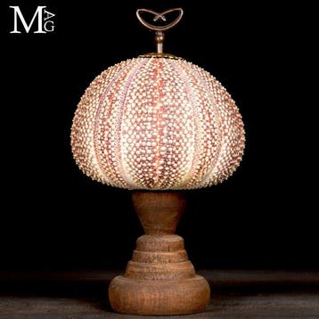 Grote decoratieve zee-egel. schelp - Hoogte: 220 mm -, Verzamelen
