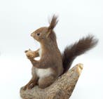 Red Squirrel - Taxidermie wandmontage - Sciurus vulgaris -, Nieuw