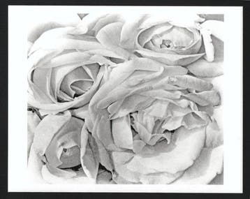 Tina Modotti (1896–1942) - Roses - Mexico City, 1924