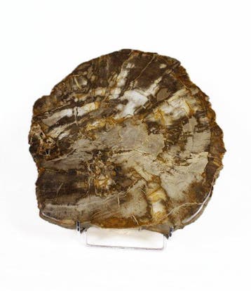 Versteend hout - Gefossiliseerd hout - Dipterocarpus - 34 cm