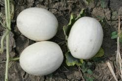 Ball Round White Gourd kalebas basiseenheid