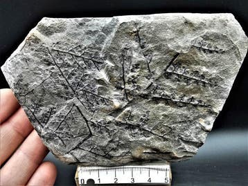 Varen - Gefossiliseerde plant - Sphenopteris