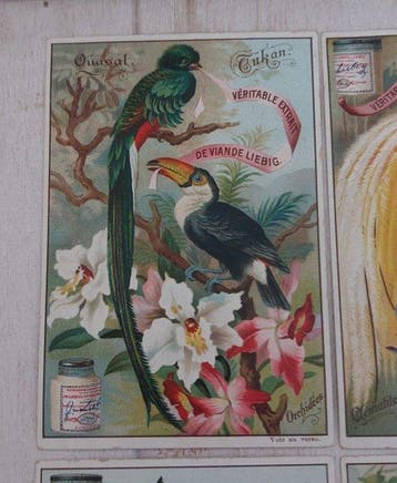 Frankrijk - Liebig S 540 - Oiseaux et fleurs exotiques -
