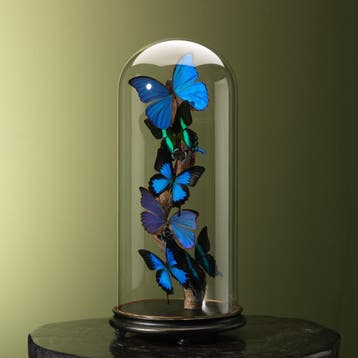 Vlinders in Antieke Stolp Taxidermie Opgezette Dieren By Max, Ophalen of Verzenden, Opgezet dier