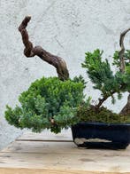 Jeneverbes bonsai (Juniperus) - Hoogte (boom): 26 cm -, Antiek en Kunst