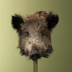 Wild Zwijn Klein Taxidermie Opgezette Dieren By Max, Ophalen of Verzenden, Opgezet dier