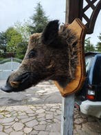 Sanglier Support mural pour taxidermie - Sus scrofa - 60 cm