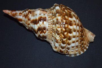 Zeeslak Zeeschelp - M-852 CHARONIA VARIEGATA, Nieuw