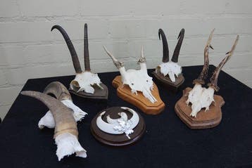 Miscellaneous Trophies - Schedel - non-CITES species - 0 cm, Nieuw