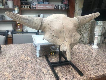 Bizon - Fossiele schedel - Bison priscus - 46 cm - 92 cm