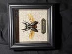 Lucanus furcifer Taxidermie wandmontage - Lucanus furcifer -, Nieuw
