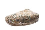 Zuid-Afrikaanse abalones / Perlemoen Skelet - Haliotis midae