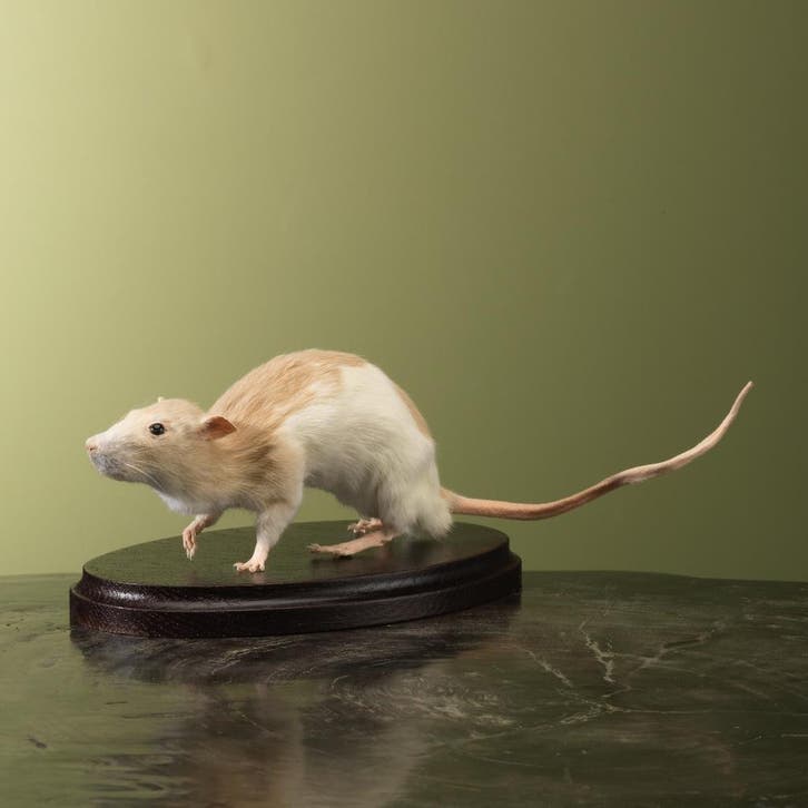 Tamme Rat Taxidermie Opgezette Dieren By Max, Verzamelen, Dierenverzamelingen, Opgezet dier, Nieuw, Wild dier, Ophalen of Verzenden
