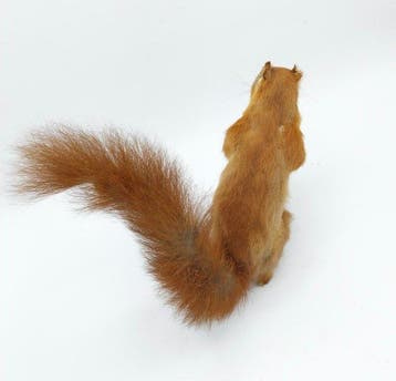 Red Squirrel - Taxidermie volledige montage - Sciurus, Verzamelen, Nieuw