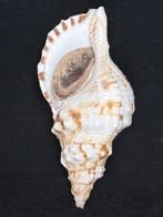 Zeeslak Zeeschelp - S-265 CHARONIA LAMPAS (Zonder, Nieuw