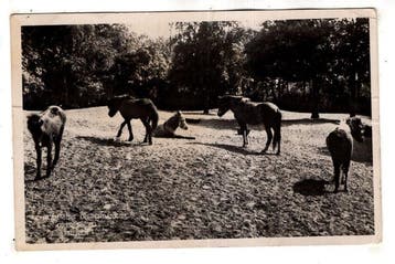 Nederland - Verzameling en Paarden, Maneges en Fokkerijen -