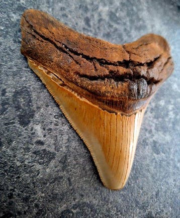 Megalodon - Fossiele tand - 10.5 cm - 9.7 cm