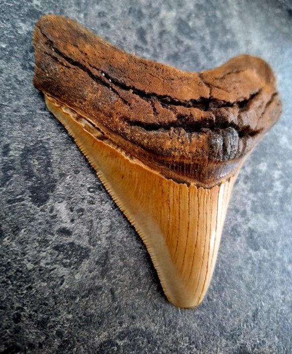 Megalodon - Fossiele tand - 10.5 cm - 9.7 cm, Antiek en Kunst, Curiosa en Brocante