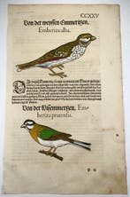 Conrad Gesner - First Issue - Bunting, birds - Folio with 2