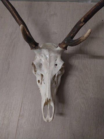 Edelhert Gewei - Cervus elaphus - 80 cm - 62 cm - 36 cm -, Nieuw