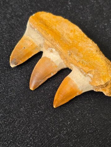 Mosasaurus - Fossiele tand - 8.5 cm (Zonder minimumprijs), Verzamelen, Mineralen en Fossielen