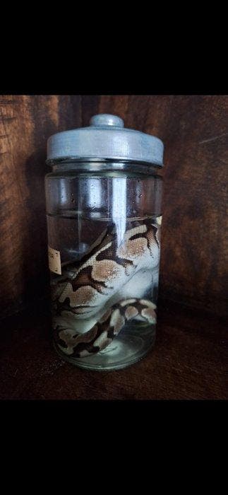 Slang Taxidermie volledige montage - Boa constrictor - 20 cm