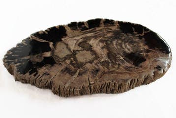 Versteend hout - Gefossiliseerd hout - Dipterocarpus - 37 cm, Verzamelen, Mineralen en Fossielen