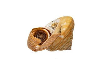 Bayerotrochus teramachii - Ultra zeldzame, Verzamelen, Nieuw