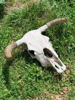 Taureau de combat espagnol Crâne avec bois de cerf - Bos