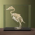 Booteend Skelet Taxidermie Opgezette Dieren By Max, Ophalen of Verzenden, Opgezet dier