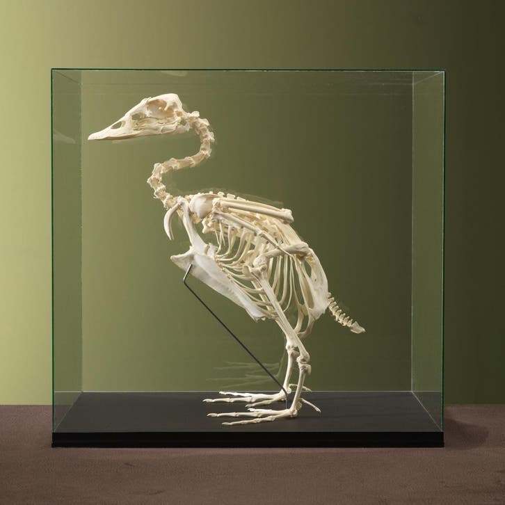 Booteend Skelet Taxidermie Opgezette Dieren By Max, Collections, Collections Animaux, Enlèvement ou Envoi