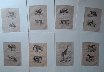 Buffon - African Wild Beasts - a selection of eight original