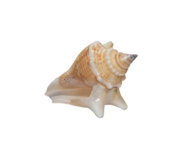 Koninklijke Queen Conch: De iconische grote rivierconch -, Nieuw