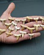 Requin - Dent fossile - Cretolamna (Sans prix de réserve), Collections, Minéraux & Fossiles