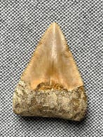 Dent de mégalodon, 4,6 cm - Dent fossile - Carcharocles