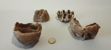 Fossiele tanden - Mastodon - 8 cm - 8 cm (Zonder
