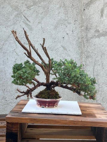 Bonsaï Genévrier (Juniperus) - Hauteur (arbre) : 28 cm -