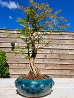 Gros bonsaï Metasequoia dans un pot à bonsaï. - Hauteur