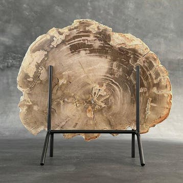 Magnifique tranche de bois pétrifié sur un socle